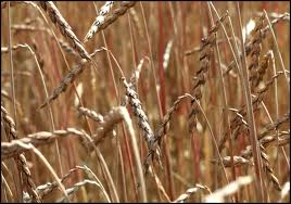 spelt muffin spelt pic