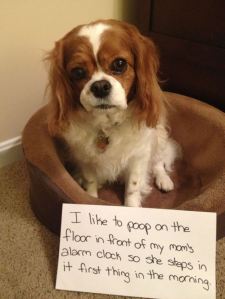 dog shaming best