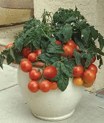 tomatoes