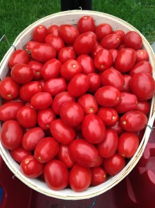 tomato bushel